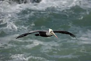 Released: Brown Pelican (Pelecanus occidentalis) - Southern