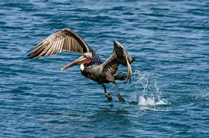 Californicus: Brown Pelican (Pelecanus occidentalis) taking flight