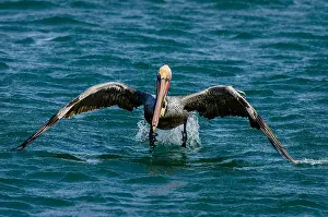 Californicus: Brown Pelican (Pelecanus occidentalis) taking flight