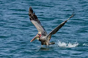 Californicus: Brown Pelican (Pelecanus occidentalis) taking off