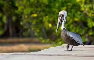 Honduras: Brown Pelican (Pelecanus occidentalis) walking