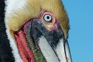Baja: Brown pelican (Pelicanus occidentalis) Baja California