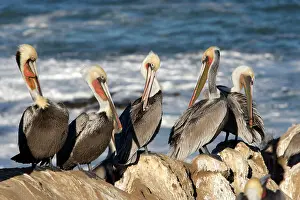 Jolla: Brown Pelican - Photographed on the cliffs of La Jolla