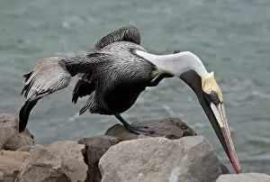 Preening: Brown Pelican - preening, in winter