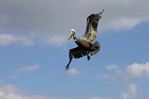 Preparing: Brown Pelican - preparing to plunge dive