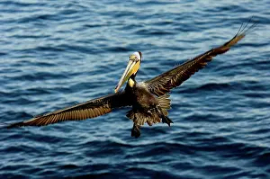 Ready: Brown Pelican ready for landing