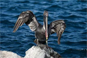 Bills: Brown Pelican - On the rocky shore of San Cristobal