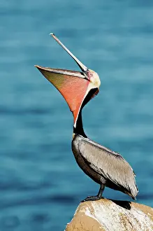 Webbed: Brown Pelican showing pouch