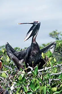 Urinator: Brown Pelican - in tree with mouth wide open