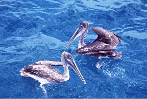 Pelicans: BROWN PELICAN - two, immature