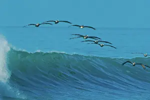 Surfing: Brown Pelicans