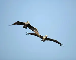 Waterbirds: Brown Pelicans