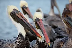 Launch: Brown Pelicans
