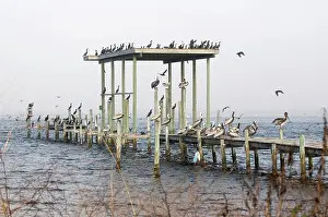 Docks: Brown Pelicans & Cormorants