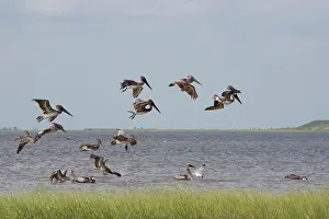 Offshore: Brown Pelicans - in flight - flock feeding offshore