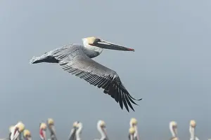 Baja: Brown pelicans (Pelicanus occidentalis) Pelicans