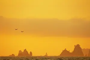 Rialto: Brown pelicans and Sea Stacks, Rialto Beach
