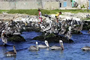 Roques: Brown Pelicans on shore by La Gran Roques Village