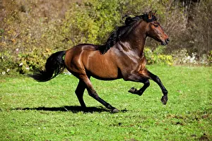 Dynamic: Brown PRE horse galloping across a meadow, Austria