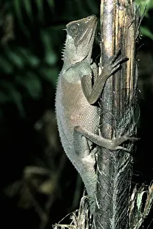 Agamid: Brown Pricklenape