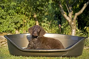 Niche: Brown puppy lying in its niche in Provence France