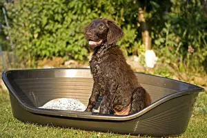 Niche: Brown puppy sitting in its niche in Provence France