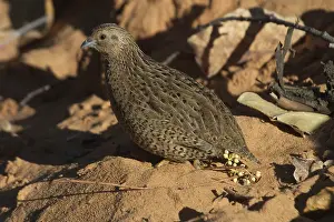 Quails: Brown Quail