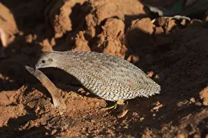 Quails: Brown Quail