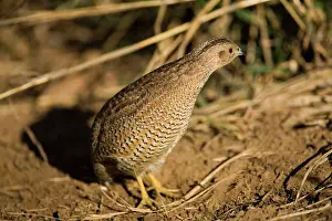 Quails: Brown Quail