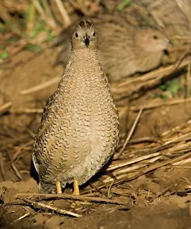 Quails: Brown Quail