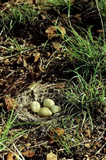 Eric Lindgren: Brown Quail