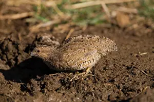 Quails: Brown Quail drinking