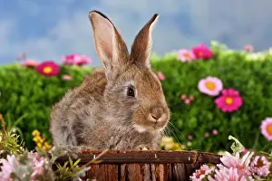 Pictures: Brown rabbit surrounded by flowers, on a wooden