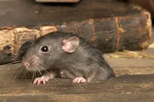 Norvegicus: Brown Rat