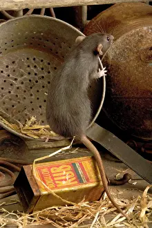 Norvegicus: Brown Rat