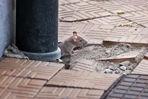 Norvegicus: Brown Rat