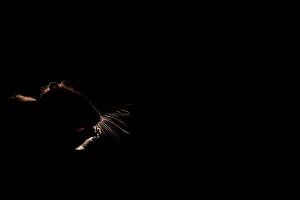 Norvegicus: Brown Rat