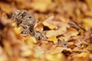 Norvegicus: Brown Rat