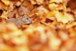 Norvegicus: Brown Rat