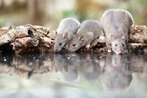 Norvegicus: Brown Rat