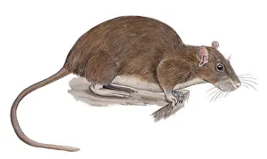 Norvegicus: Brown Rat
