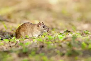 Oever: Brown Rat