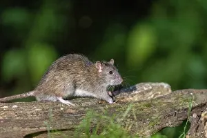 Rats: BROWN RAT