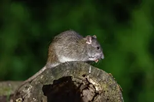 Rats: BROWN RAT