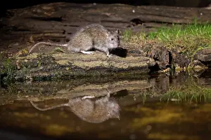 Rats: BROWN RAT
