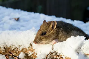 Norvegicus: Brown Rat - Adult brown rat in the snow