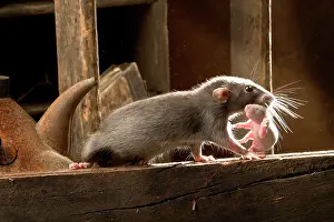 Jean-michel Labat: Brown Rat - carrying young