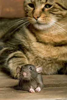 Norvegicus: Brown Rat - with Cat