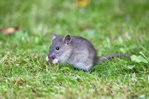 Norvegicus: Brown Rat / Common Rat - baby animal feeding on