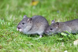 Norvegicus: Brown Rat / Common Rat - two baby animals feeding